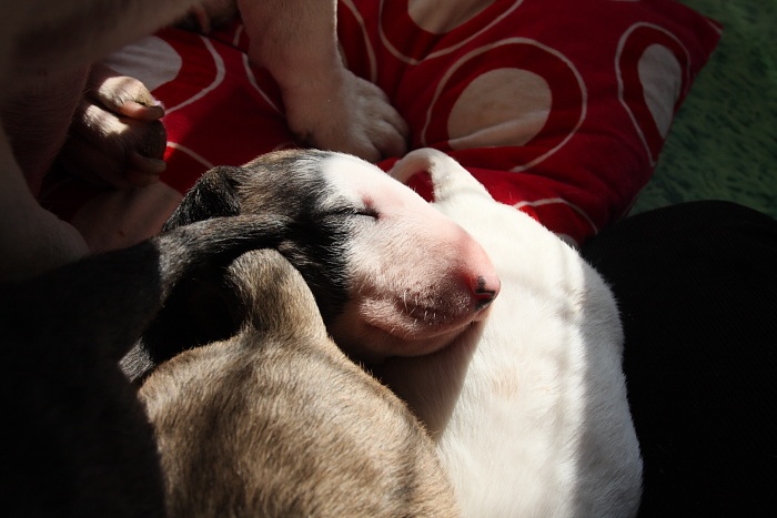 Guelfi - Bull Terrier - Portée née le 25/02/2011